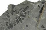 9.9" Fossil Flora (Zeilleria, Macroneuropteris & Annularia) Plate - #201744-2